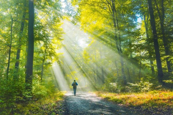 緑の中で頭がすっきりする理由　自然が脳の疲れを癒やす仕組み