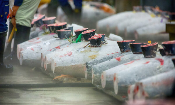 クロマグロ漁獲枠25％拡大で合意　2027年から本マグロは安くなる？