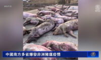 中国南部で豚が大量死、病死豚が市場流入か
