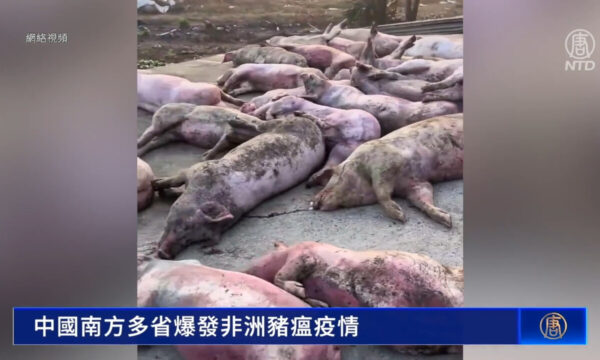 中国南部で豚が大量死、病死豚が市場流入か