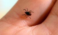 中国で新種のダニ媒介ウイルス　発熱患者の一部から検出